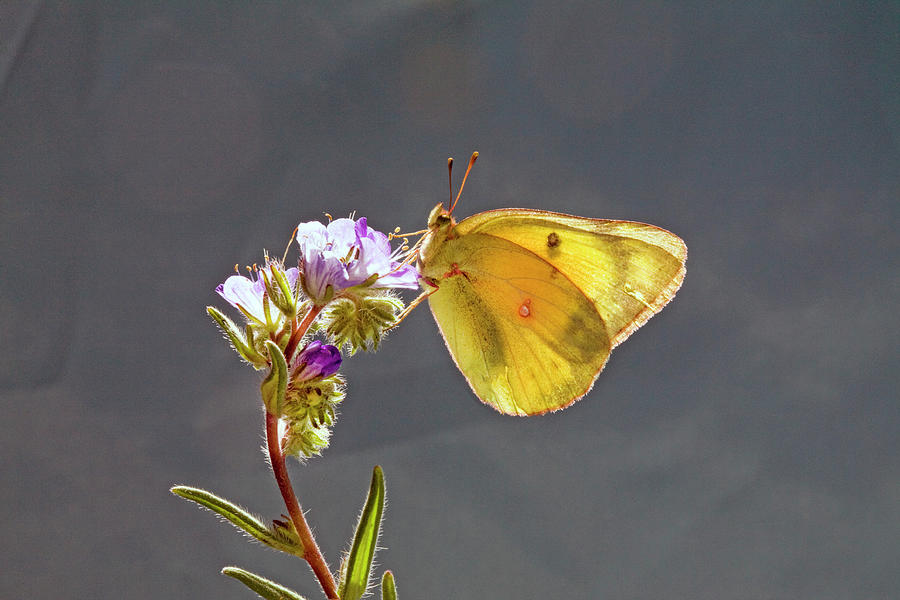 Clouded Sulphur Butterfly Photograph by Buddy Mays