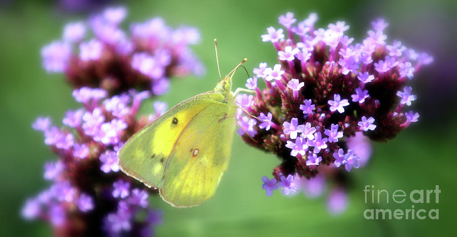 Clouded Sulphur Butterfly Photograph by Elizabeth Winter