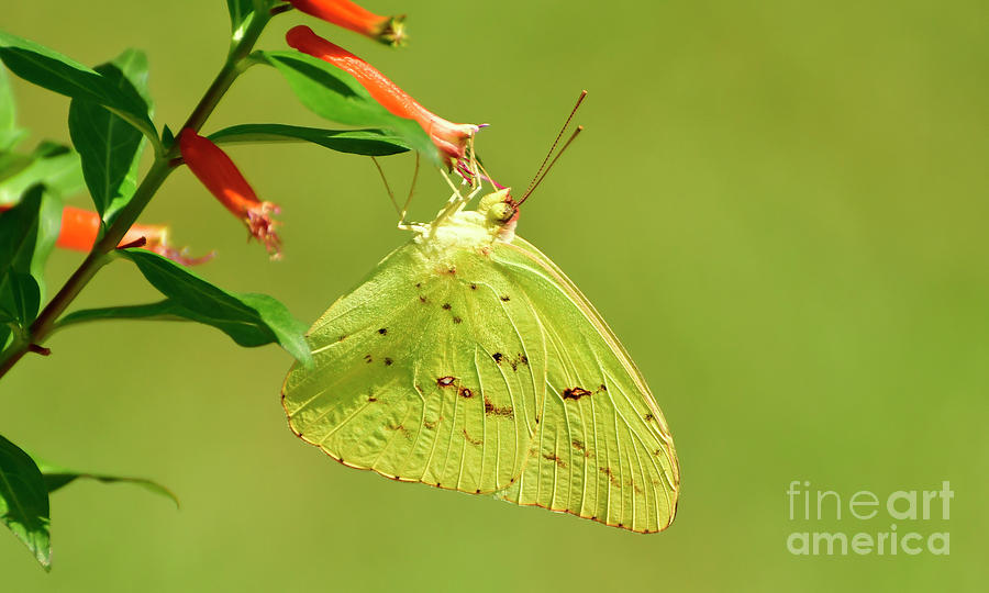 Clouded Sulphur Butterfly Macro Photograph by Kathy Baccari