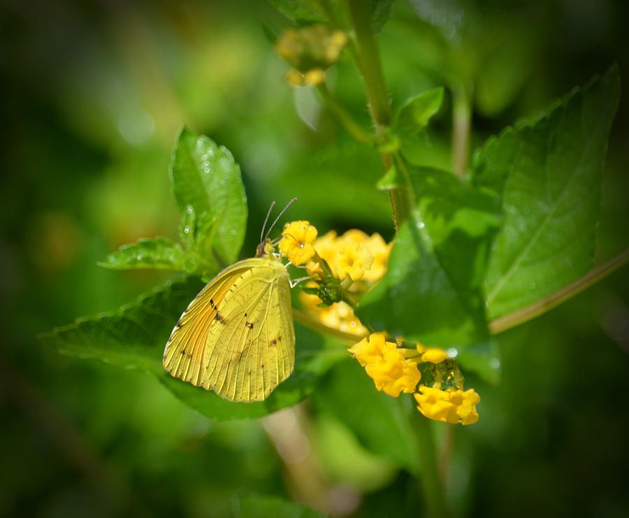 Clouded Sulphur Butterfly Photograph by Maria Urso