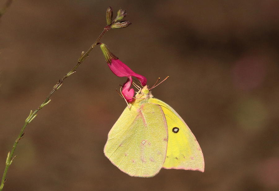 Clouded Sulphur Butterfly on Pink Wildflower Photograph by Sheila Brown