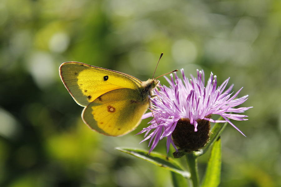 Clouded Sulphur Photograph by Deina Zartman - Fine Art America