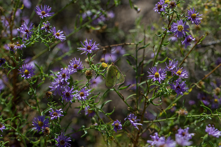 Clouded Yellow Butterfly And Purple Asters Photograph by