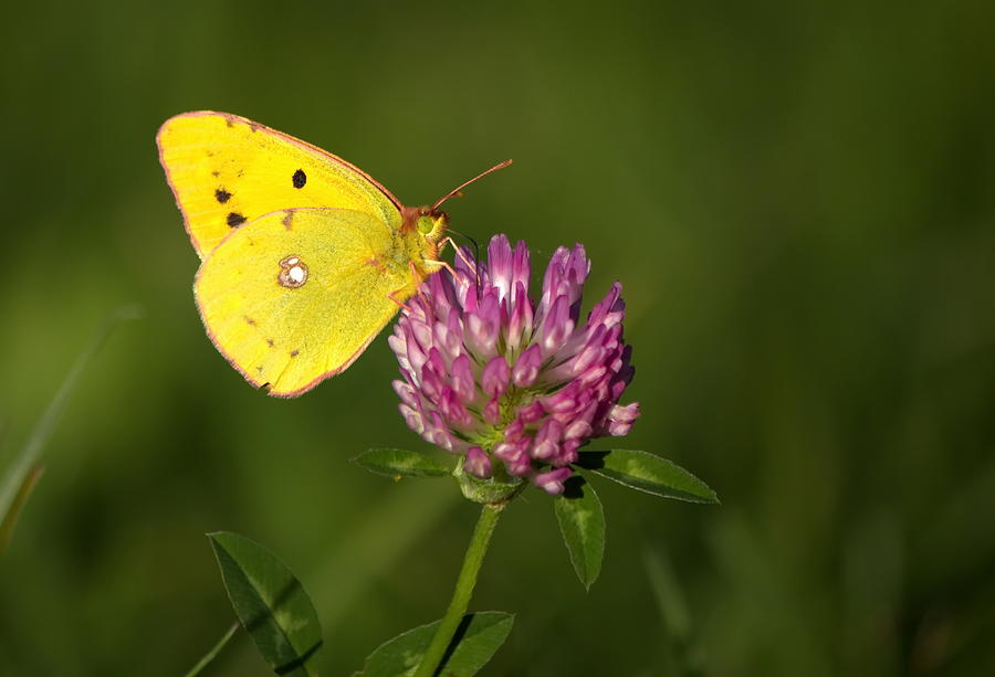 Clouded yellow butterfly Photograph by Elenarts - Elena Duvernay photo