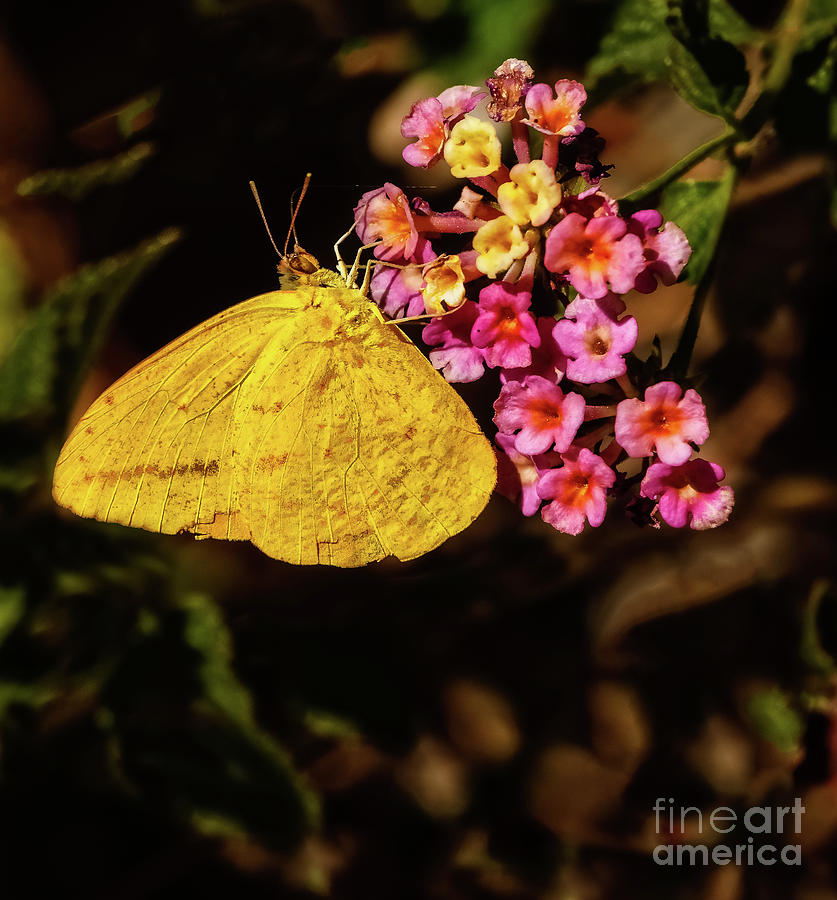 Nature Photograph - Cloudless Giant Sulfur Butterfly by Robert Bales