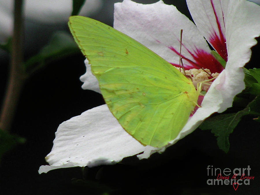 Cloudless Giant Sulphur Butterfly  Photograph by Donna Brown