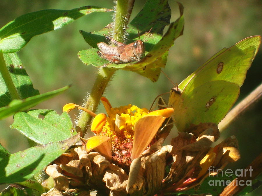 Yellow Photograph - Cloudless Sulfur Butterfly by Anthony Allen Yellow Photograph - Cloudless Sulfur Butterfly by Anthony Allen