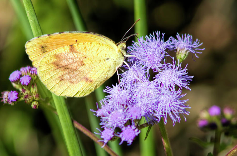 Cloudless Sulfur Butterfly on Ageratum Wildflower Photograph by Kathy Clark