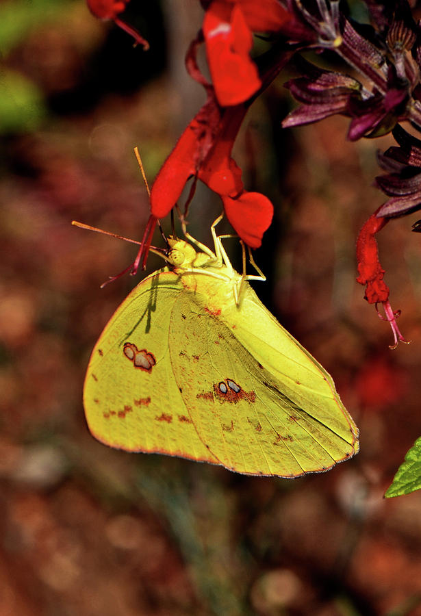 Cloudless Sulphur Butterfly 005 Photograph by George Bostian