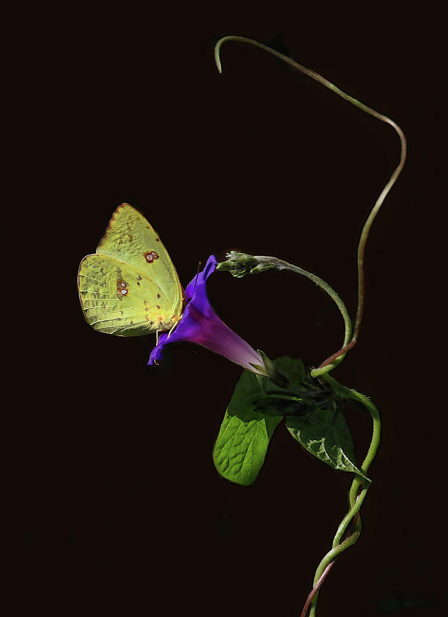 Cloudless Sulphur Butterfly And Morning Glory Photograph by HH Photography of Florida