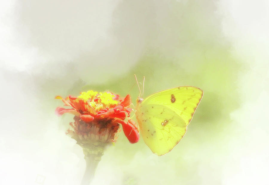 Cloudless Sulphur Butterfly  Photograph by Ola Allen