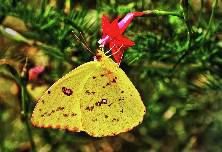 Cloudless Sulphur Butterfly On A Cypress Vine 003 Photograph by George Bostian