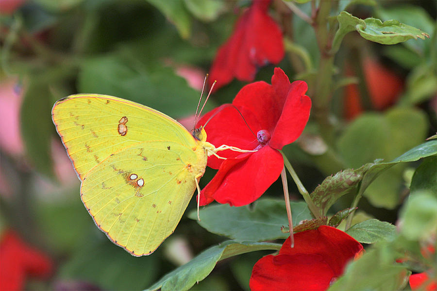 Cloudless Sulphur Butterfly Photograph by Sheila Brown