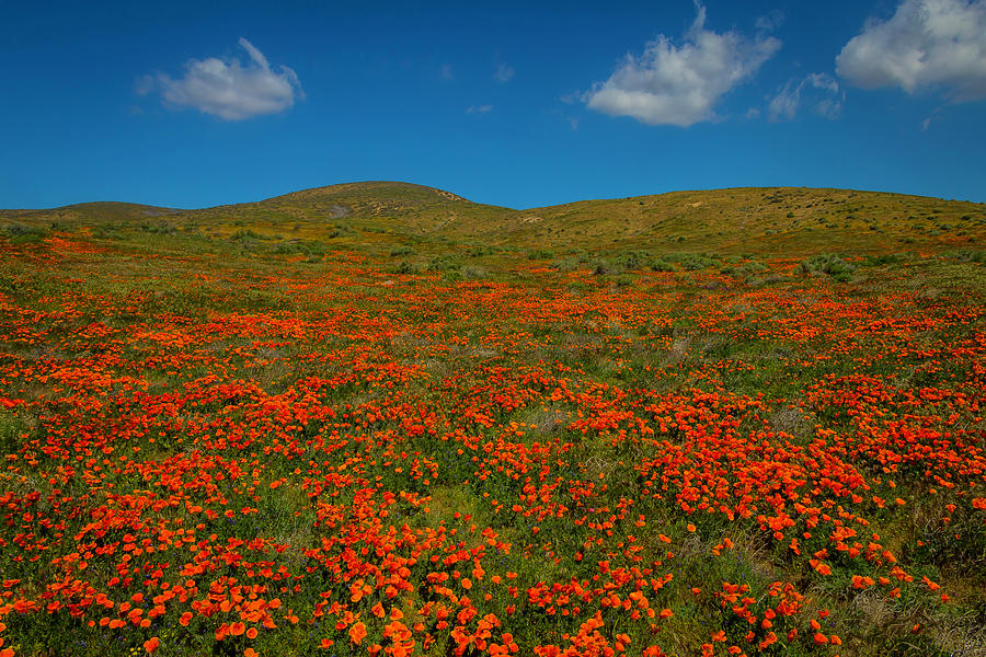 Clouds Above Poppy Field Photograph by Garry Gay