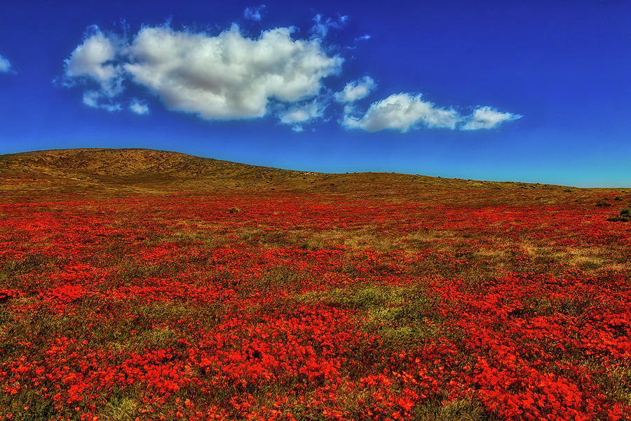 Clouds Above Poppy Fields Photograph by Garry Gay