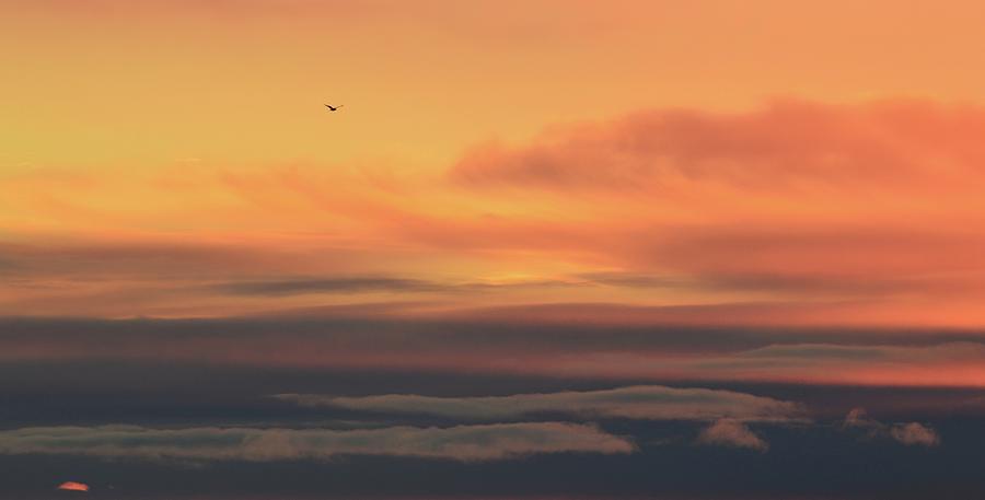Clouds And A Bird In The Sky  Photograph by Lyle Crump