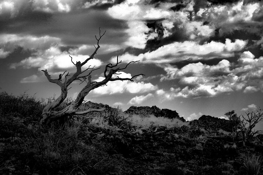 Black And White Photograph - Clouds and a tree BaW by Jeff Swan