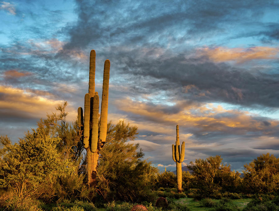 Clouds and Cactus Photograph by Roni Chastain