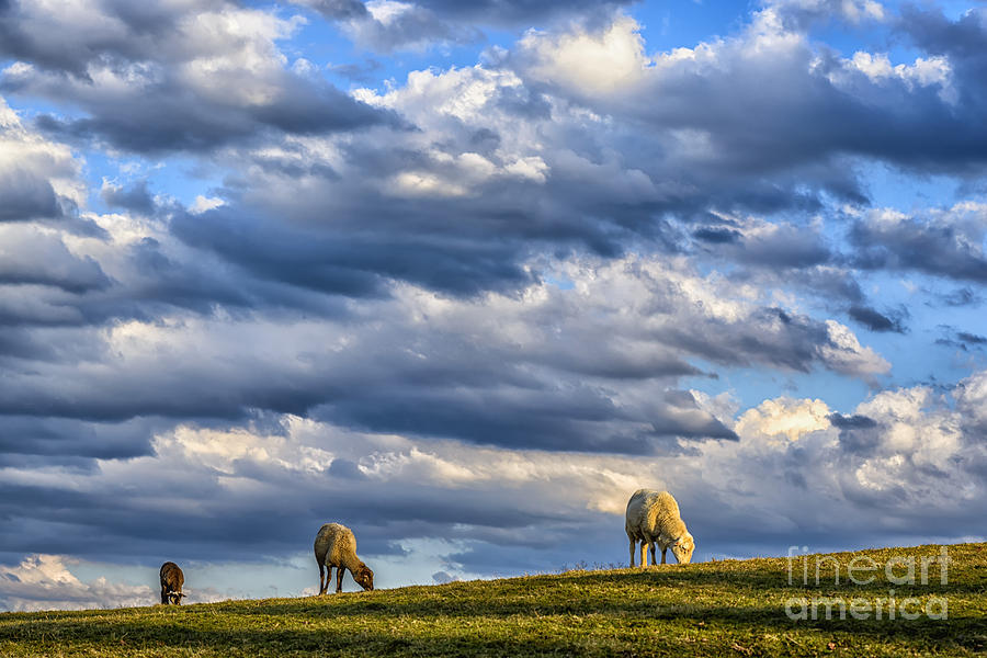 Clouds and Grazing Sheep Photograph by Thomas R Fletcher