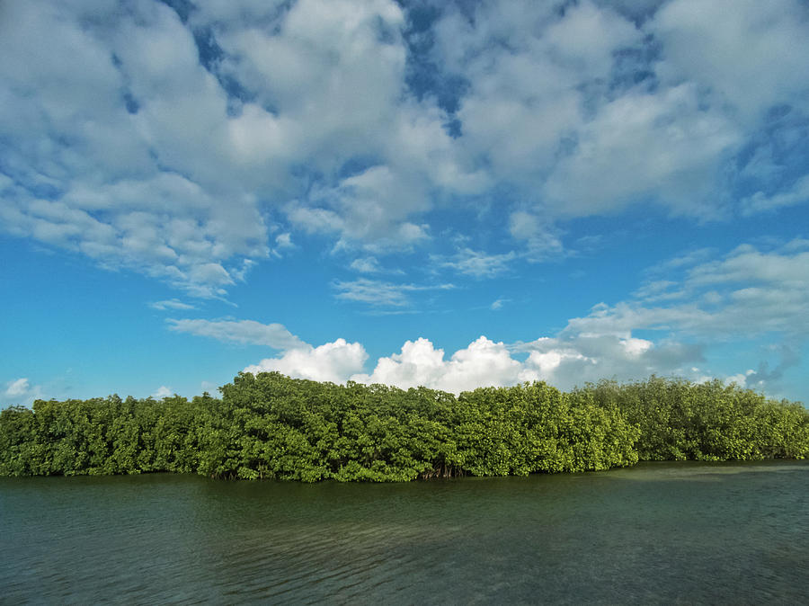 Clouds and Mangroves in Key West Photograph by Bob Slitzan