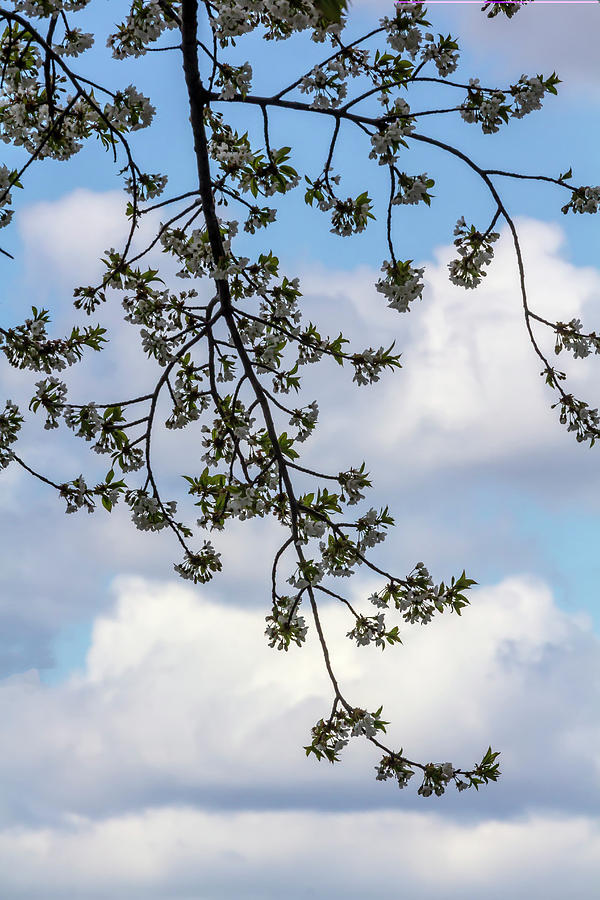 Clouds and Spring Trees Photograph by Robert Ullmann