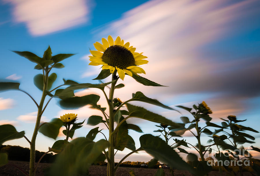 Clouds and Sunflower in Motion Photograph by Alissa Beth Photography