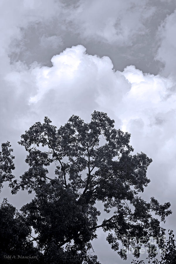 Clouds and Trees Photograph by Todd Blanchard