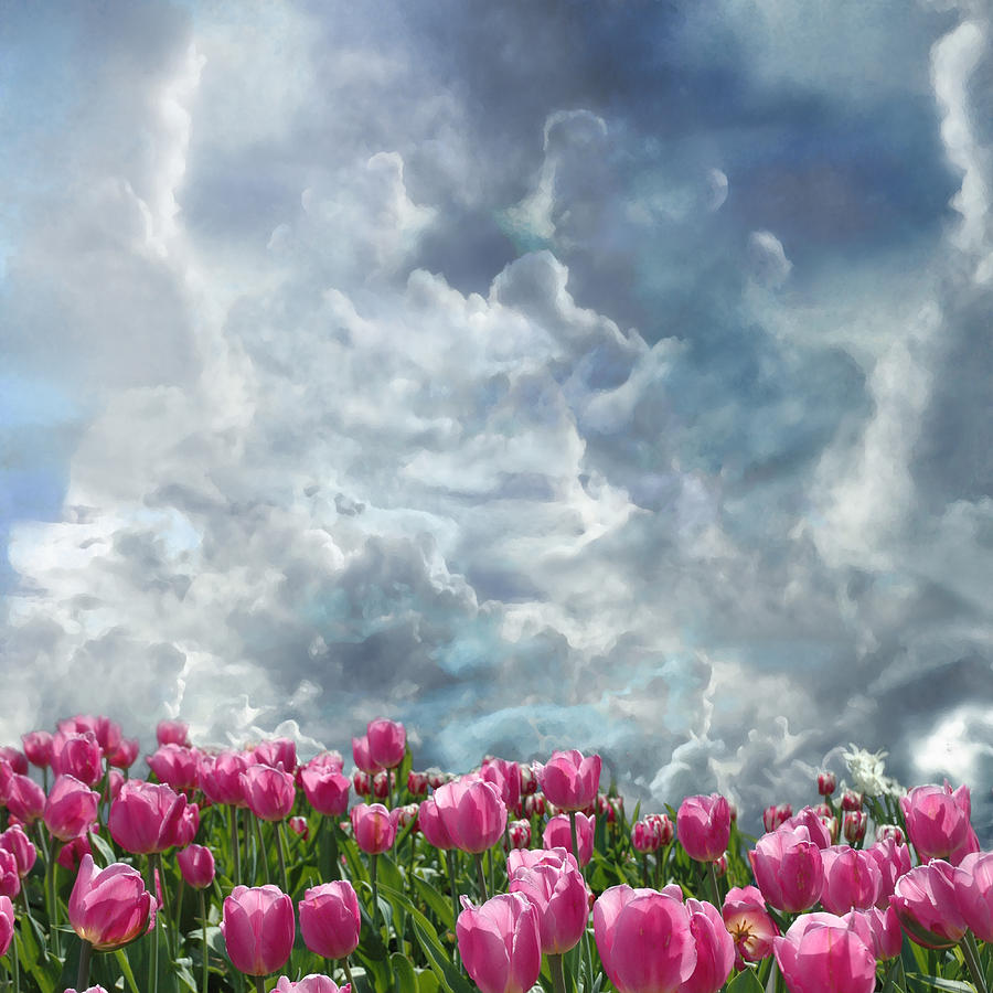 Clouds And Tulips Photograph by Jeff Burgess