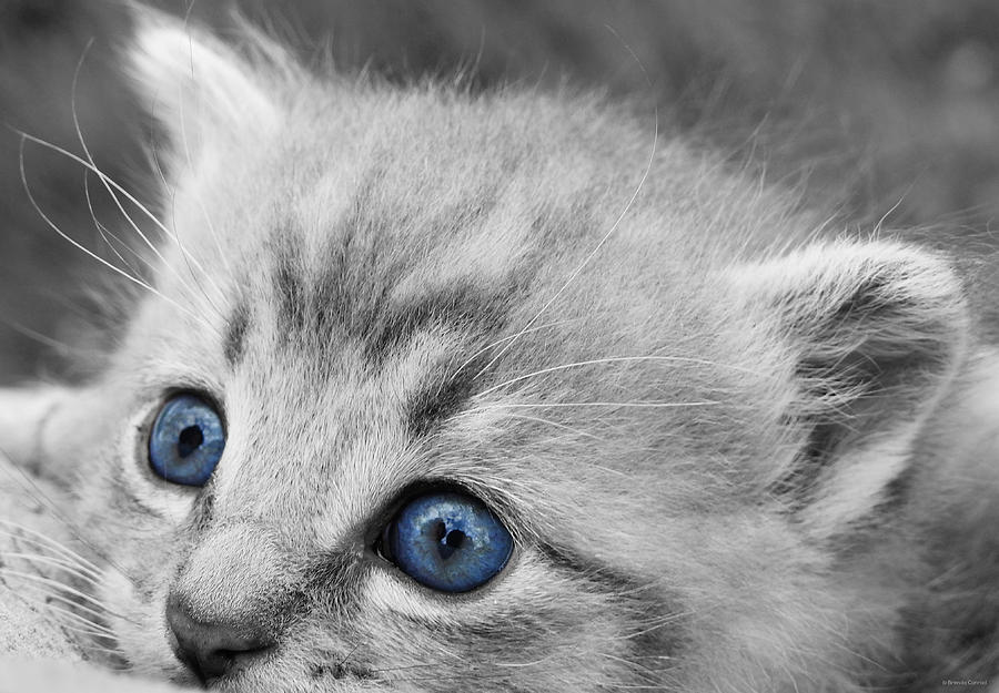 Cat Photograph - Clouds in His Eyes by Dark Whimsy