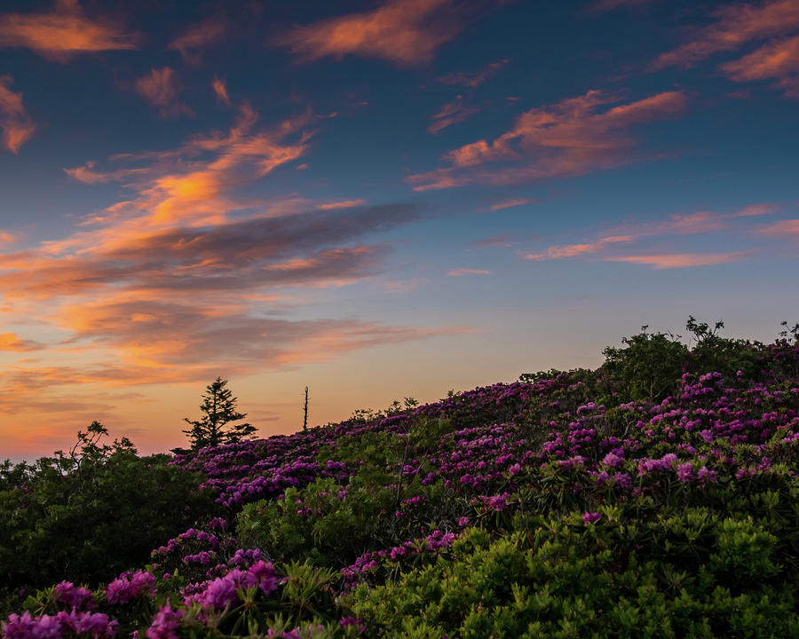 Clouds Lit by Daybreak Over a Rhododendron Bloom Photograph by Kelly VanDellen