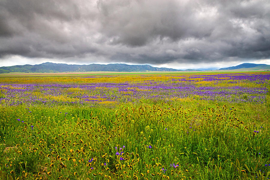 Clouds Over Carrizo Wildflowers Photograph by Lynn Bauer