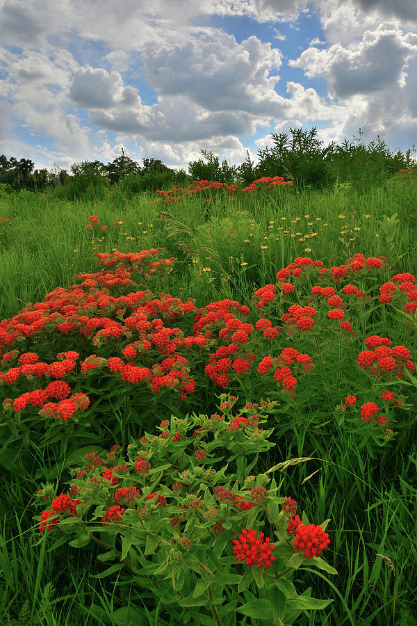 Clouds over Field of Butterfly Weed in Glacial Park Photograph by Ray Mathis