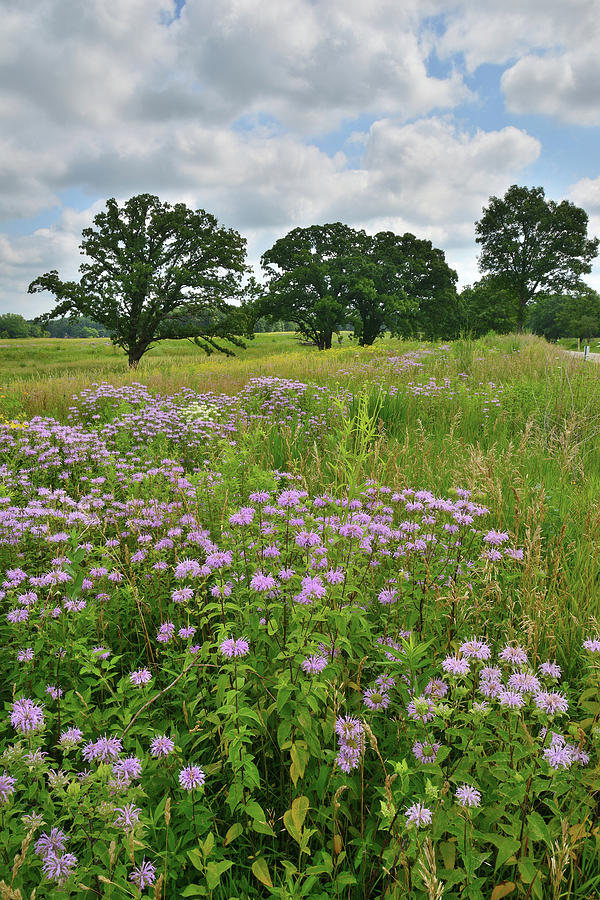 Clouds over Prairie Wildflowers Photograph by Ray Mathis