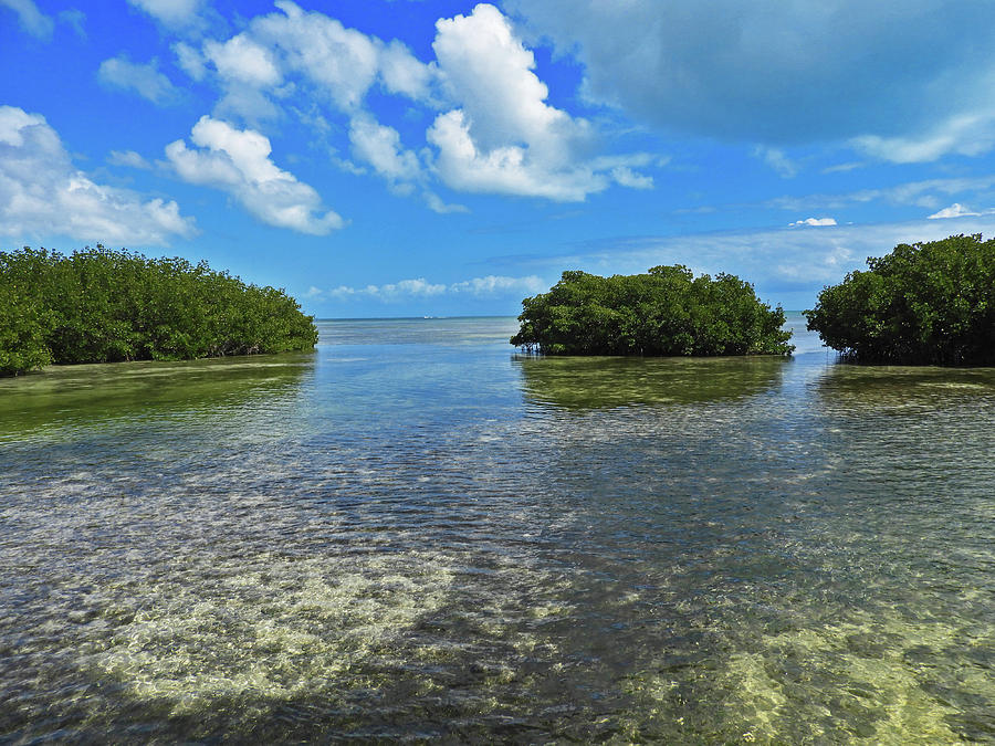 Clouds Over the Mangroves in Key West 2 Photograph by Bob Slitzan
