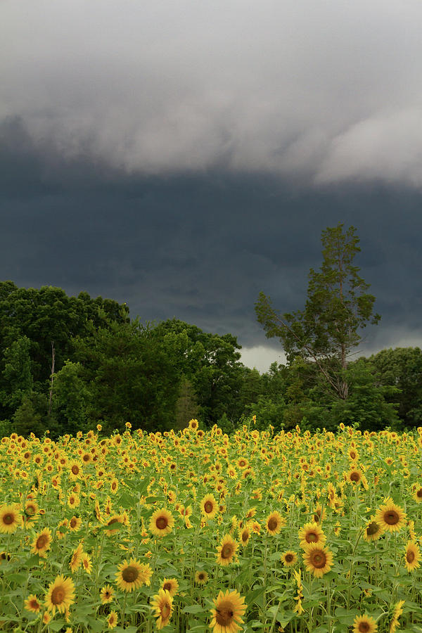 Clouds over the sunflower field Photograph by Marzena Grabczynska Lorenc