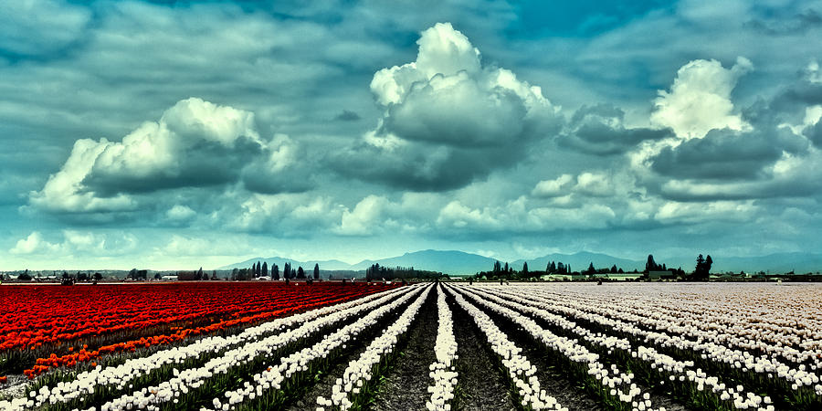 Tulip Photograph - Clouds Over the Tulip Fields by David Patterson