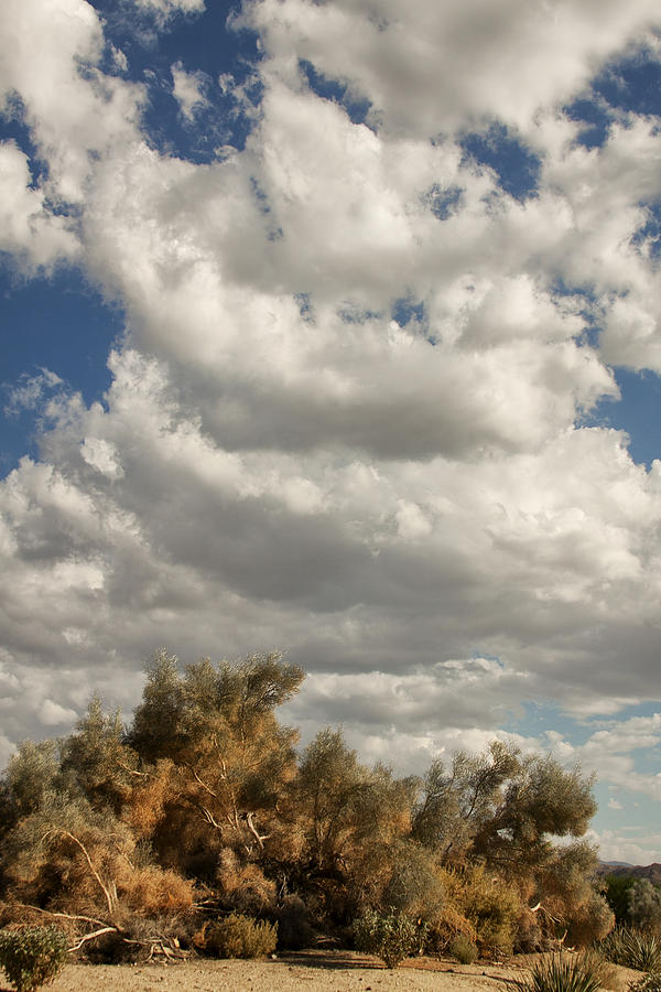 Desert Photograph - CLOUDS RISING Palm Springs by William Dey