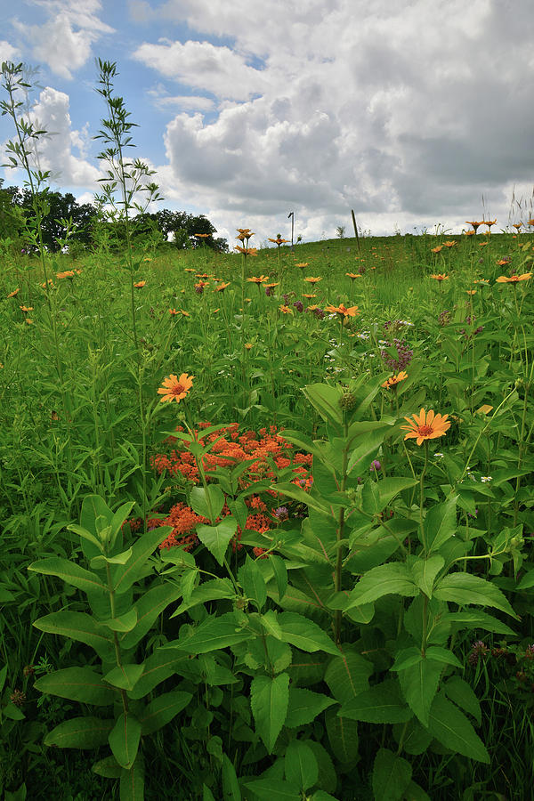 Clouds Roll In Over Wildflowers in Glacial Park Photograph by Ray Mathis