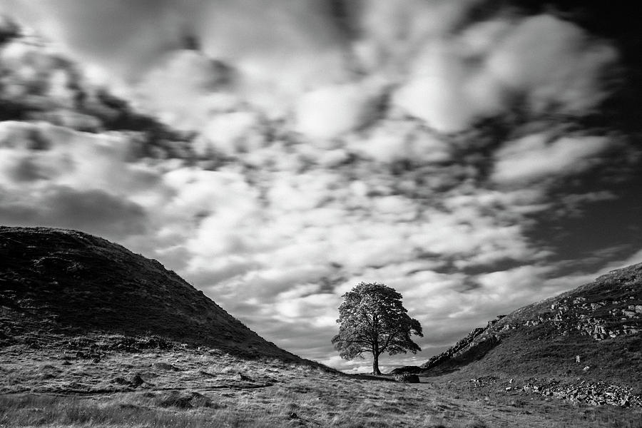 Black And White Photograph - Cloudscape Sycamore BW by David Taylor