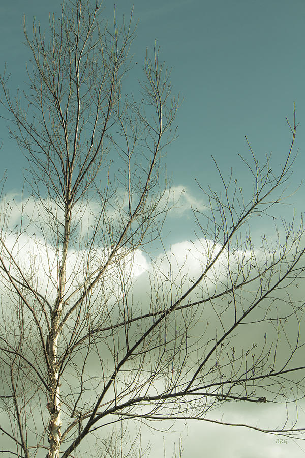 Cloudy Blue Sky Through Tree Top No 1 Photograph