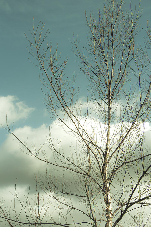 Cloudy Blue Sky Through Tree Top No 2 Photograph by Ben and Raisa Gertsberg