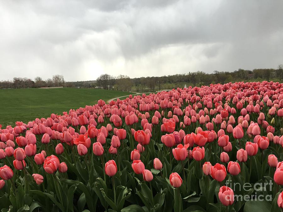 Cloudy With Coral Tulips Photograph by Nancy Koehler