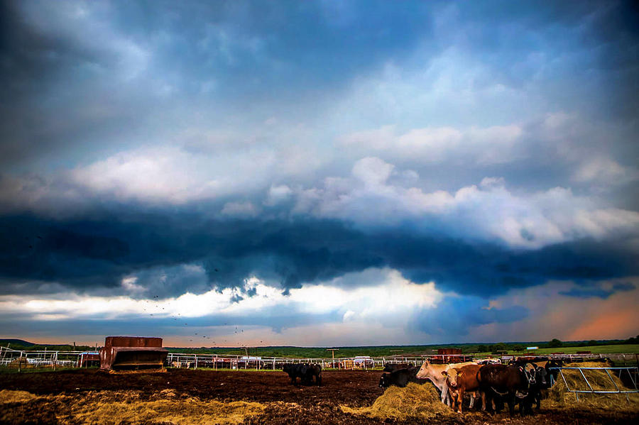 Cloudy Cowfarm Photograph by Artsy Gypsy
