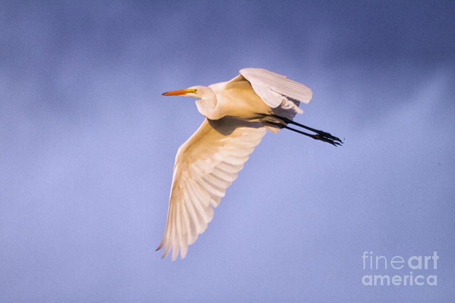 Cloudy day Egret Photograph by Ruth Jolly