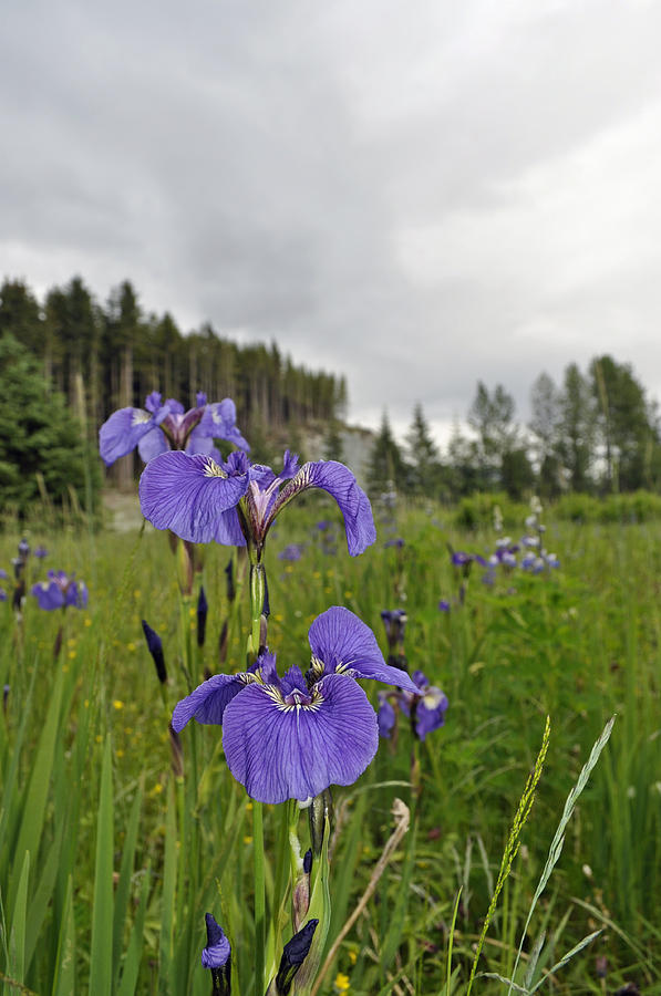 Cloudy Day Irises Photograph by Cathy Mahnke