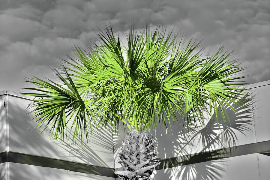 Cloudy Day Palm Photograph by Florene Welebny