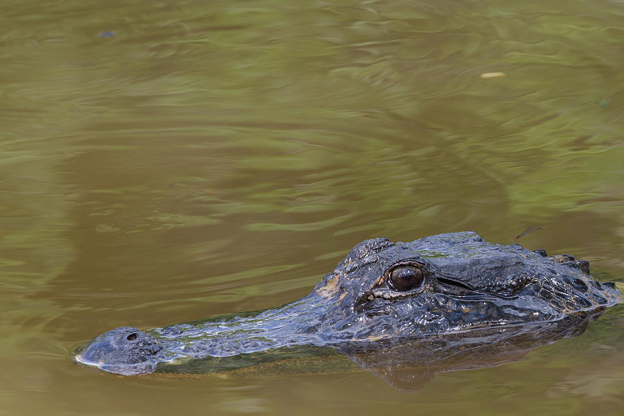 Cloudy Eyes Alligator by CHRISTOPHER L THOMLEY Cloudy Eyes Alligator by CHRISTOPHER L THOMLEY