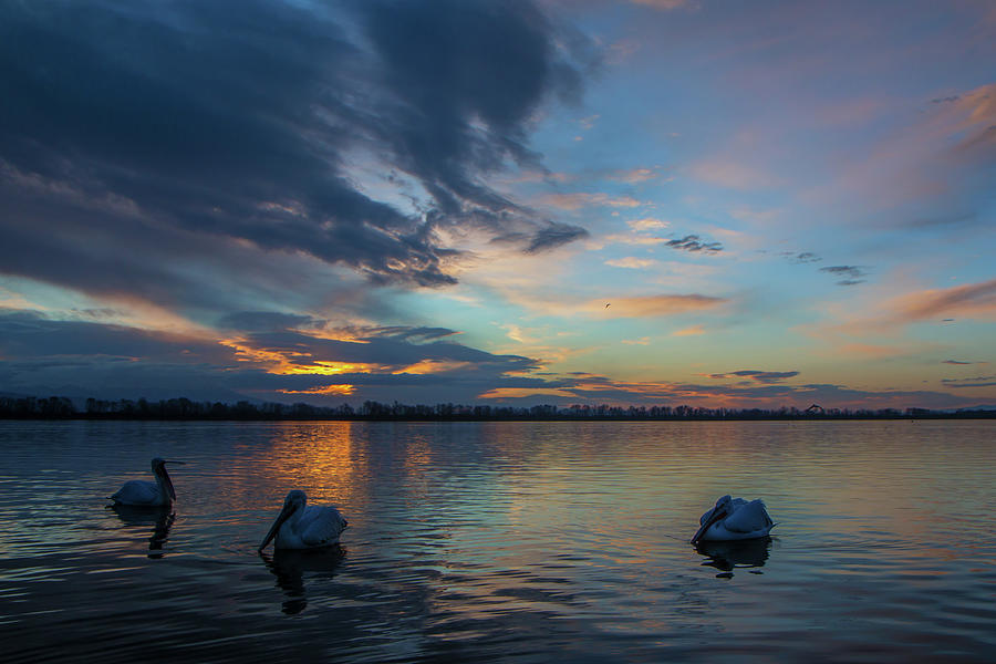 Cloudy morning at lake Kerkini Photograph by Jivko Nakev
