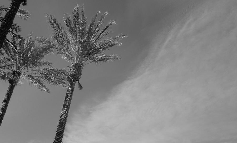 Cloudy Palms Photograph by WaLdEmAr BoRrErO