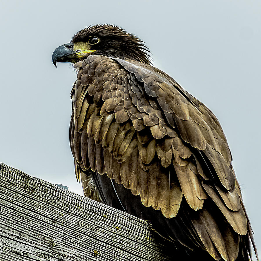 Cloudy Skies Over Golden Eagle Photograph by Yeates Photography